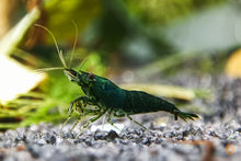 Lade das Bild in den Galerie-Viewer, Green Jade Extreme Garnele | Neocaridina davidi &quot;Green Jade&quot; im Garnelen Aquarium
