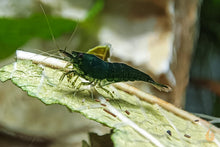 Lade das Bild in den Galerie-Viewer, Green Jade Extreme Garnele | Neocaridina davidi &quot;Green Jade&quot; im Nanoaquarium
