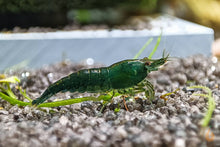 Lade das Bild in den Galerie-Viewer, Green Jade Extreme Garnele | Neocaridina davidi &quot;Green Jade&quot; im Aquascaping Aquarium
