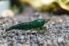 Lade das Bild in den Galerie-Viewer, Green Jade Extreme Garnele | Neocaridina davidi &quot;Green Jade&quot; im Garnelenaquarium
