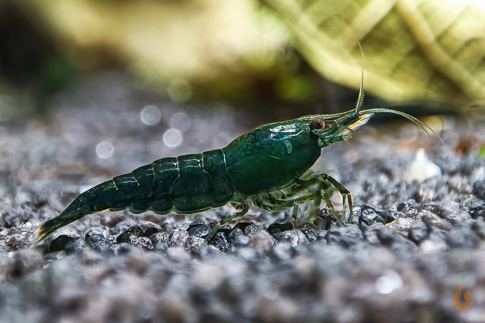 Green Jade Extreme Garnele | Neocaridina davidi 