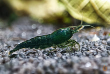 Lade das Bild in den Galerie-Viewer, Green Jade Extreme Garnele | Neocaridina davidi &quot;Green Jade&quot; im Aquarium
