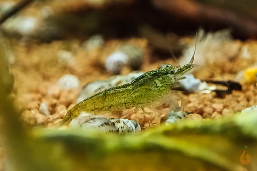 Grüne Algen Garnele / Putzergarnele | Neocaridina davidi im Aquarium