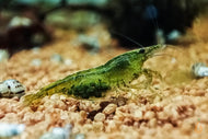 Grüne Jade Light Garnele | Neocaridina davidi 