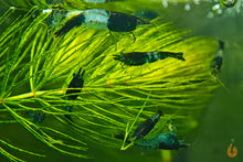 Lade das Bild in den Galerie-Viewer, Grüne Rili Garnele | Neocaridina davidi "Green Rili" im Garnelenaquarium
