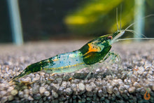 Lade das Bild in den Galerie-Viewer, Grüne Rili Garnele | Neocaridina davidi "Green Rili" im Aquarium
