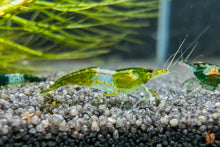 Lade das Bild in den Galerie-Viewer, Grüne Rili Garnele | Neocaridina davidi "Green Rili" im Nano Aquarium
