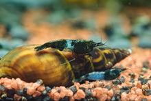 Lade das Bild in den Galerie-Viewer, Grüne Rili Garnele | Neocaridina davidi "Green Rili" im Nanoaquarium
