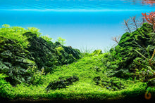 Lade das Bild in den Galerie-Viewer, Tweedies Perlkraut | Micranthemum 'Monte Carlo' | Aquariumpflanze 
