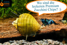 Lade das Bild in den Galerie-Viewer, Haarige Turmdeckelschnecke | TDS | Thiara cancellata im Garnelen Aquarium frisst gerne die Aqua Birne Premium Zucchini Chips
