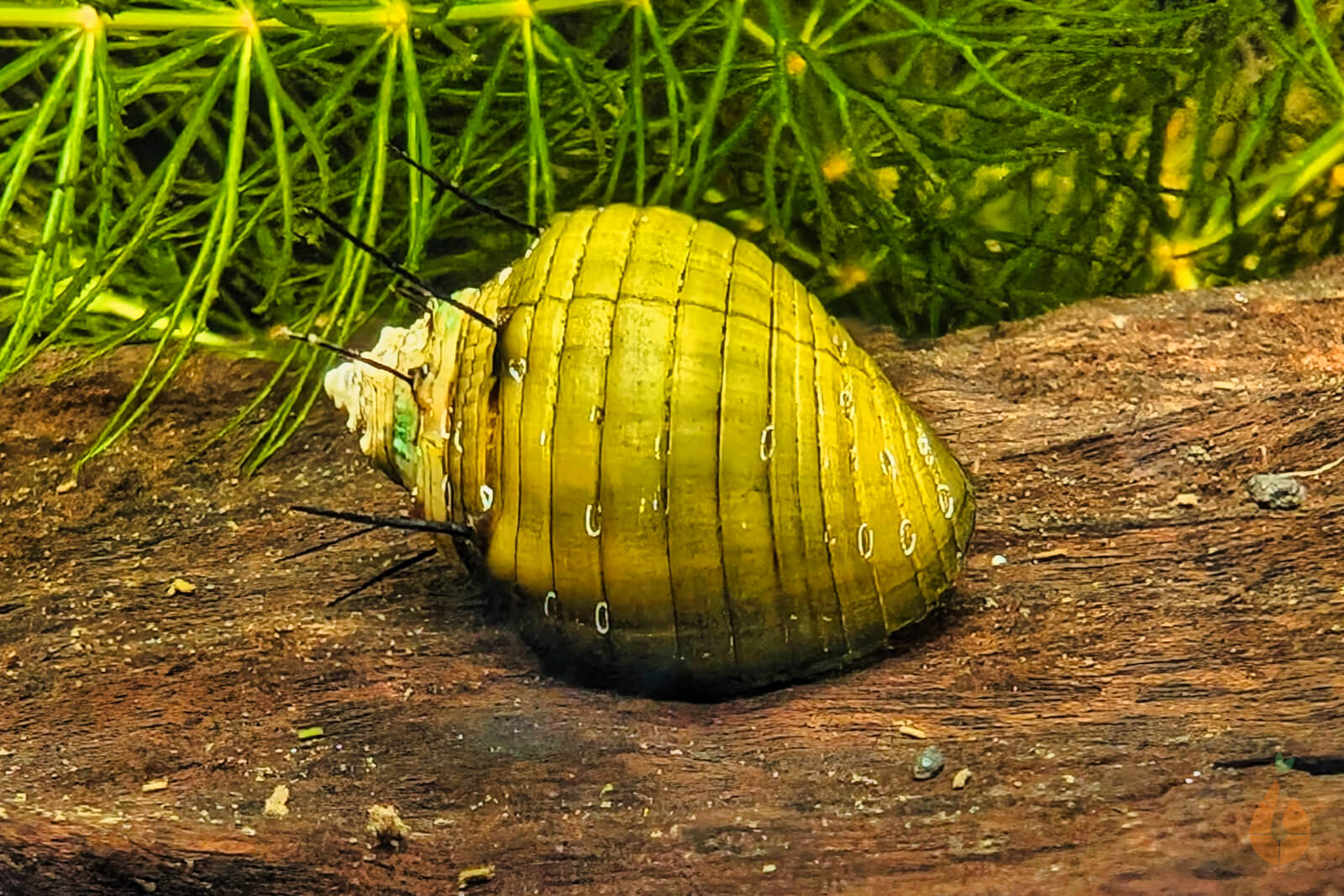 Haarige Turmdeckelschnecke | TDS | Thiara cancellata im Aquarium
