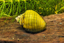 Lade das Bild in den Galerie-Viewer, Haarige Turmdeckelschnecke | TDS | Thiara cancellata im Aquarium
