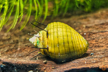 Lade das Bild in den Galerie-Viewer, Haarige Turmdeckelschnecke | TDS | Thiara cancellata im Garnelenaquarium
