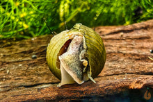 Lade das Bild in den Galerie-Viewer, Haarige Turmdeckelschnecke | TDS | Thiara cancellata im Schnecken Aquarium
