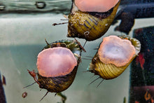 Lade das Bild in den Galerie-Viewer, Haarige Turmdeckelschnecke | TDS | Thiara cancellata im Schneckenaquarium
