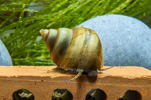 Helle Pianoschnecke / Piano Schnecke | Vanille Pinselalgenschnecke | Taia naticoides im Schneckenaquarium
