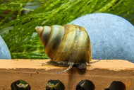 Helle Pianoschnecke / Piano Schnecke | Vanille Pinselalgenschnecke | Taia naticoides im Schneckenaquarium