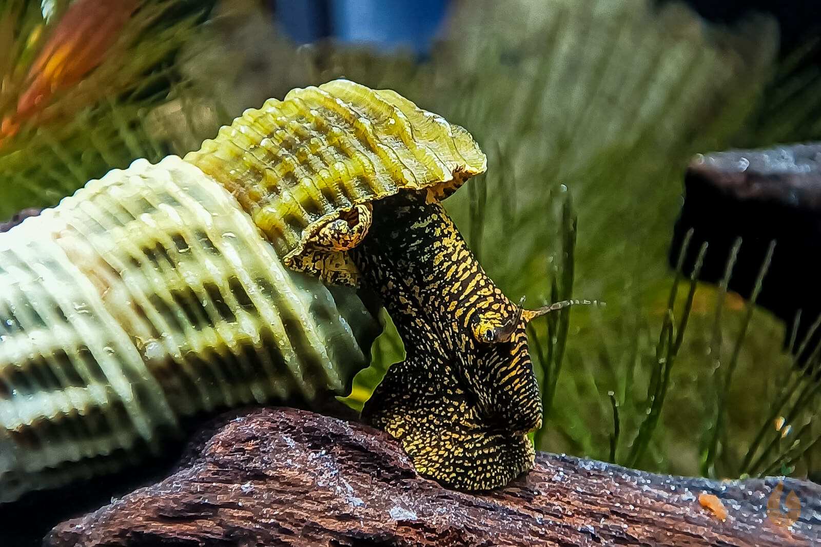 Batmanschnecke günstig online kaufen » Neritina auriculata Rote Sakura  Garnelen