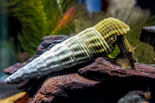 Lade das Bild in den Galerie-Viewer, Himalaya Turmdeckelschnecke | Himalayan TDS | Tylomelania marwotoae im Aquarium
