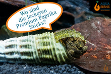 Lade das Bild in den Galerie-Viewer, Himalaya Turmdeckelschnecke | Himalayan TDS | Tylomelania marwotoae frisst Premium Paprika Sticks
