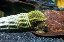 Lade das Bild in den Galerie-Viewer, Himalaya Turmdeckelschnecke | Himalayan TDS | Tylomelania marwotoae im Naturaquarium
