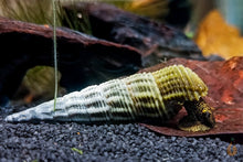 Lade das Bild in den Galerie-Viewer, Himalaya Turmdeckelschnecke | Himalayan TDS | Tylomelania marwotoae im Aquascaping Aquarium
