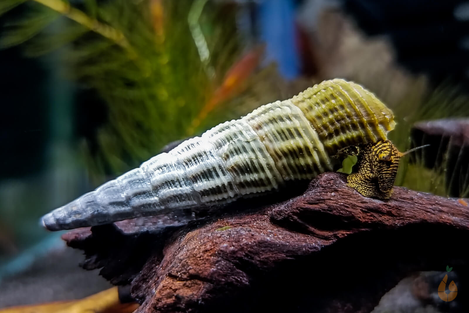 Batmanschnecke günstig online kaufen » Neritina auriculata Rote Sakura  Garnelen