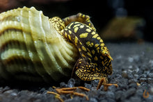 Lade das Bild in den Galerie-Viewer, Himalaya Turmdeckelschnecke | Himalayan TDS | Tylomelania marwotoae im Nanoaquarium
