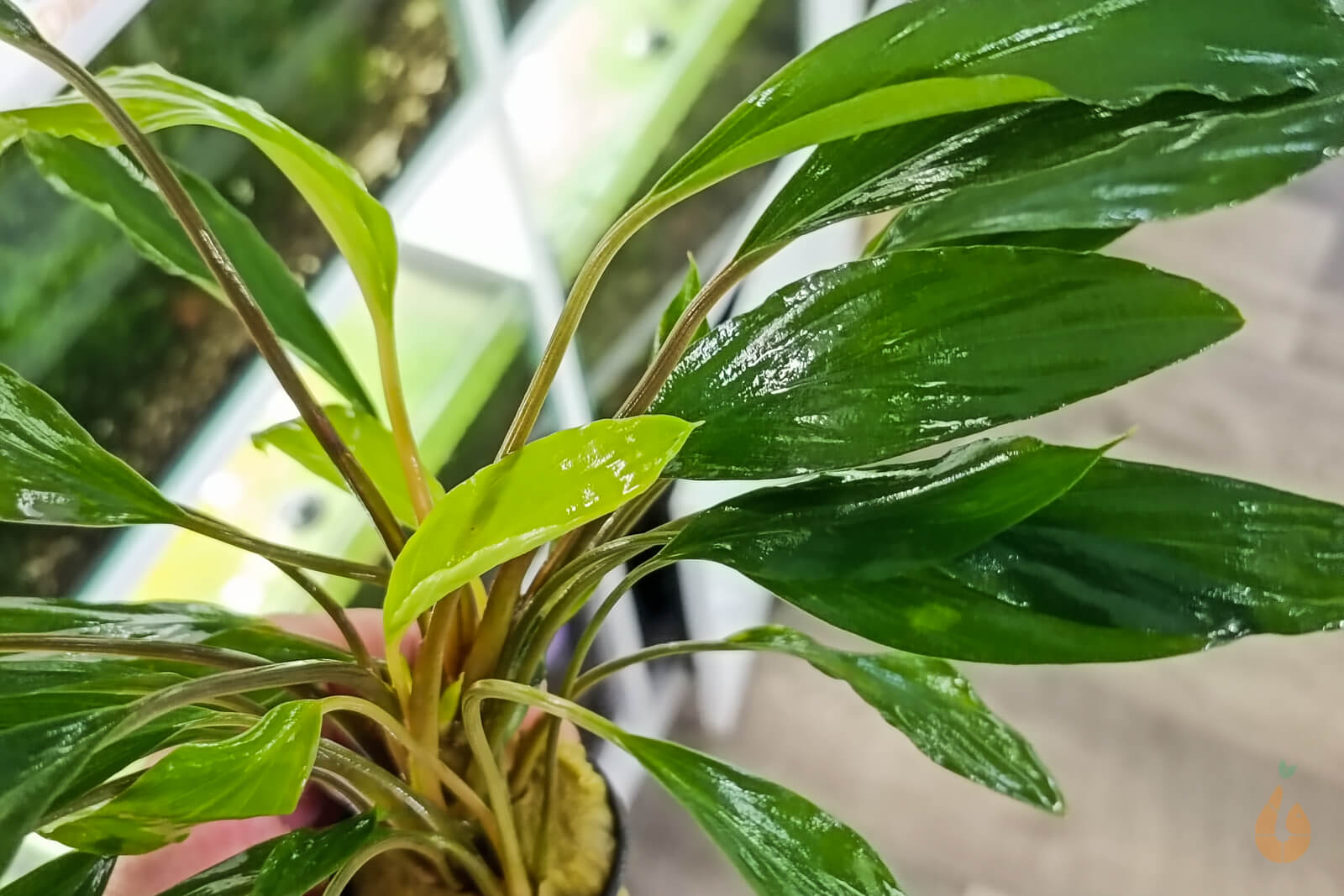 Homalomena sp.sekadau 【LA1111-00】 fit=scale-down,w=1200