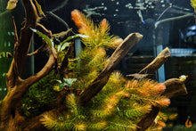 Lade das Bild in den Galerie-Viewer, Raues Hornkraut / Hornblatt | Ceratophyllum demersum &quot;Foxtail&quot; im Aquarium auf einer Wurzel
