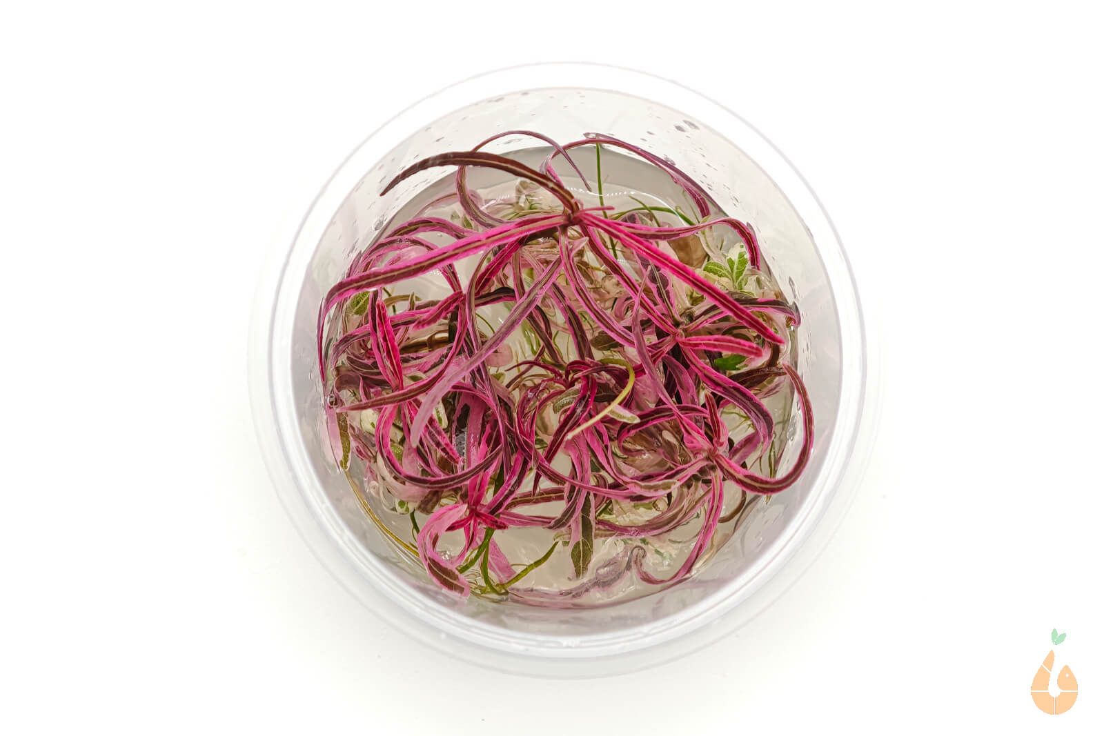 Hygrophila lancea 'Chai' | In Vitro Aquariumpflanze - Rarität