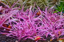 Lade das Bild in den Galerie-Viewer, Hygrophila lancea &#39;Chai&#39; | In Vitro Aquariumpflanze - Rarität im Garnelenaquarium
