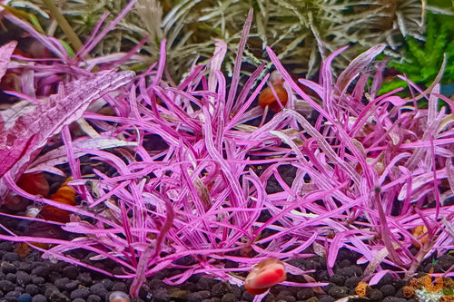 Hygrophila lancea 'Chai' | In Vitro Aquariumpflanze - Rarität im Garnelenaquarium