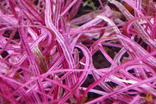 Lade das Bild in den Galerie-Viewer, Hygrophila lancea &#39;Chai&#39; | In Vitro Aquariumpflanze - Rarität Detailaufnahme im Aquascaping Aquarium
