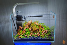 Lade das Bild in den Galerie-Viewer, Aqua Birne - Weißglas Garnelen Nano Aquarium | Aquascaping Weissglas Becken als eingerichtetes Aquascape 
