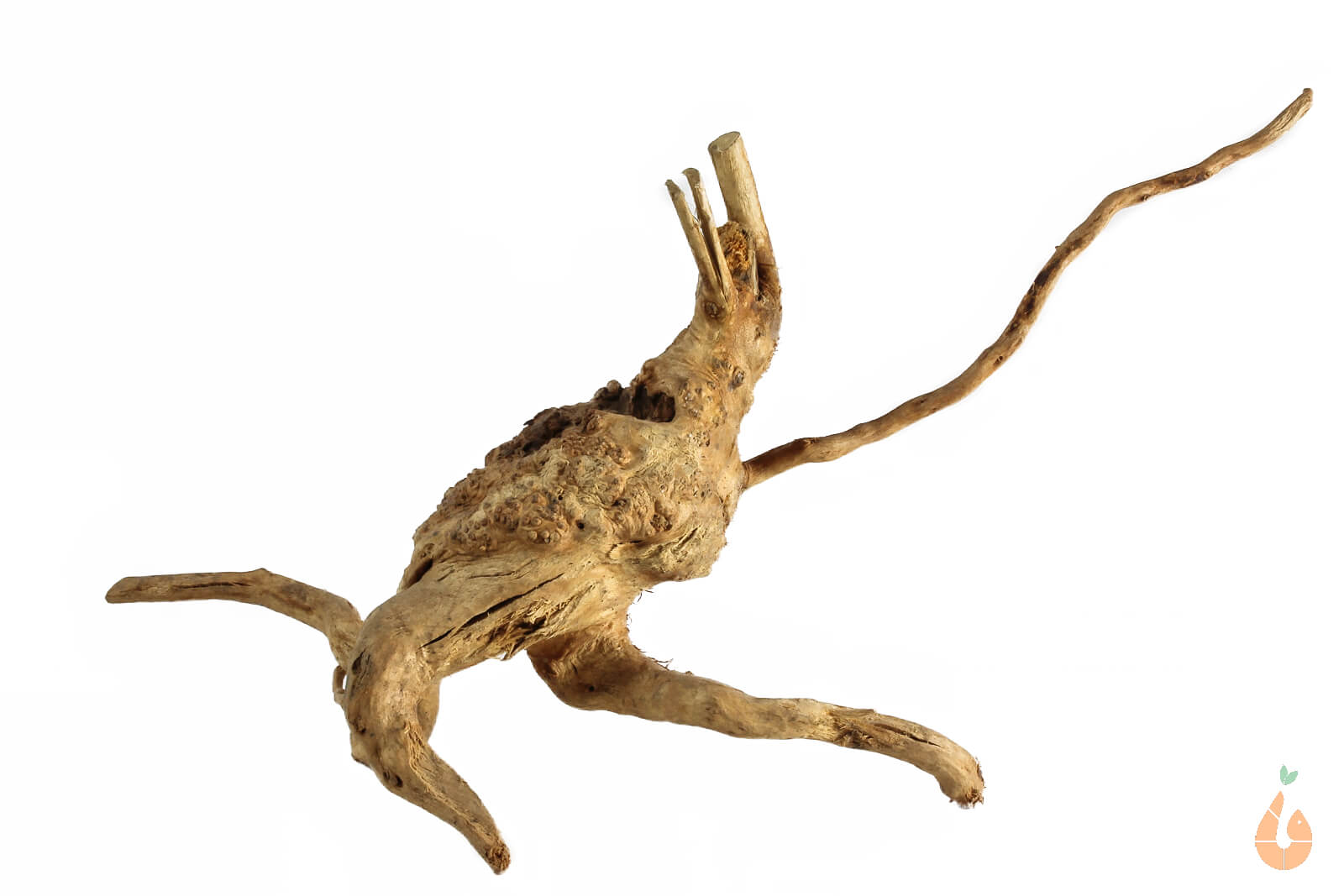 Moorwurzel Nr.120 | 25x12x14cm (BxHxT)