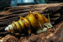 Lade das Bild in den Galerie-Viewer, Igelschnecke /  Stachelige Turmdeckelschnecke | Brotia pagodula auf einer Wurzel im Aquarium

