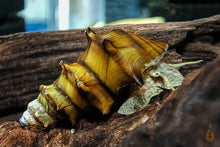 Lade das Bild in den Galerie-Viewer, Igelschnecke /  Stachelige Turmdeckelschnecke | Brotia pagodula im Nanoaquarium
