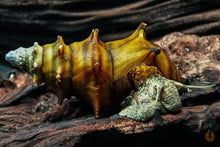 Lade das Bild in den Galerie-Viewer, Igelschnecke /  Stachelige Turmdeckelschnecke | Brotia pagodula im Nano Aquarium
