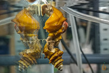 Lade das Bild in den Galerie-Viewer, Igelschnecke /  Stachelige Turmdeckelschnecke | Brotia pagodula bei der Paarung im Aquarium / Zucht
