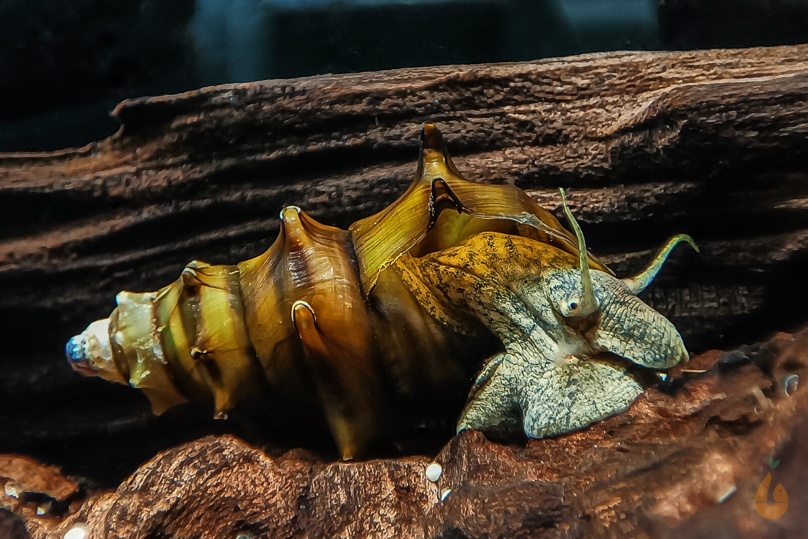 Igelschnecke /  Stachelige Turmdeckelschnecke | Brotia pagodula im Aquarium
