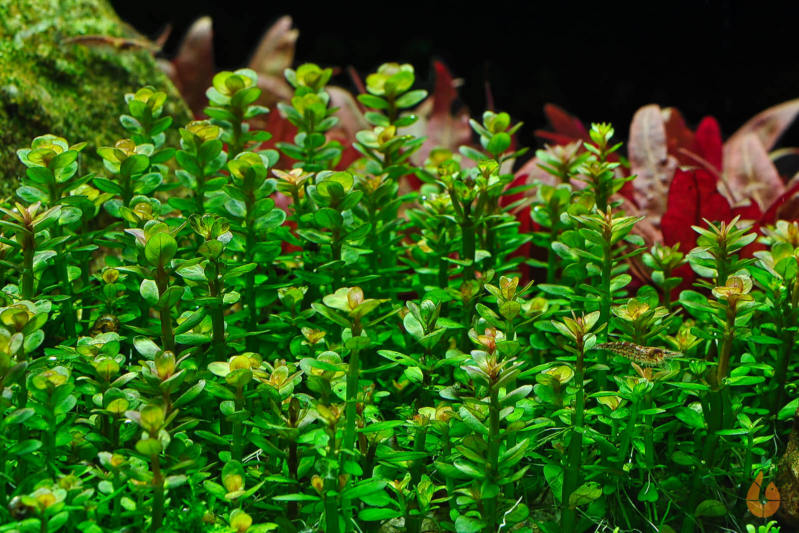 Indische Rotala | Rotala indica Bonsai / Ammania Bonsai | In Vitro Aquariumpflanze