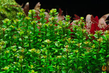 Lade das Bild in den Galerie-Viewer, Indische Rotala | Rotala indica Bonsai / Ammania Bonsai | In Vitro Aquariumpflanze
