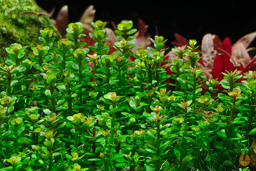 Indische Rotala | Rotala indica Bonsai / Ammania Bonsai | In Vitro Aquariumpflanze