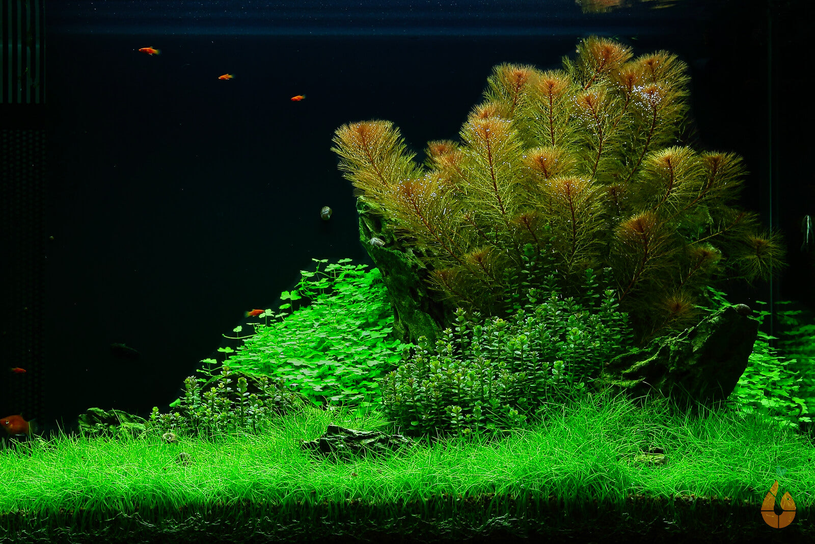 Indische Rotala | Rotala indica Bonsai / Ammania Bonsai