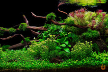 Lade das Bild in den Galerie-Viewer, Indische Rotala | Rotala indica Bonsai / Ammania Bonsai | In Vitro Aquariumpflanze Aquascaping Aquarium
