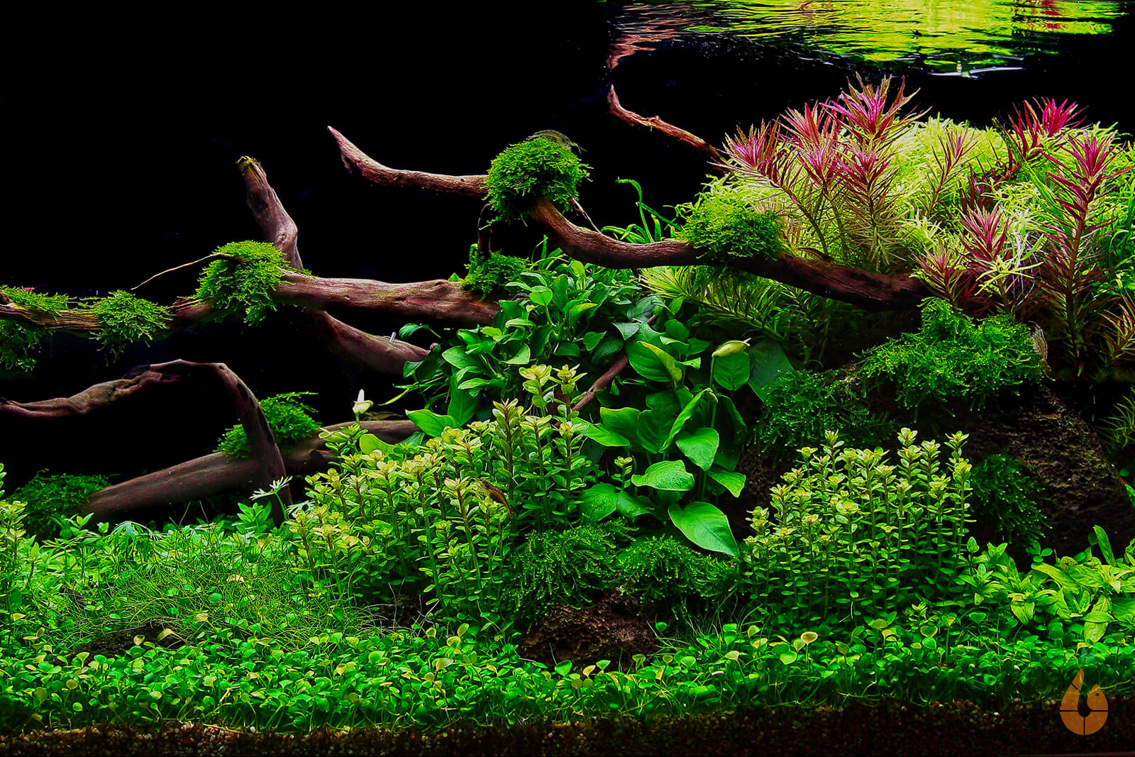 Indische Rotala | Rotala indica Bonsai / Ammania Bonsai