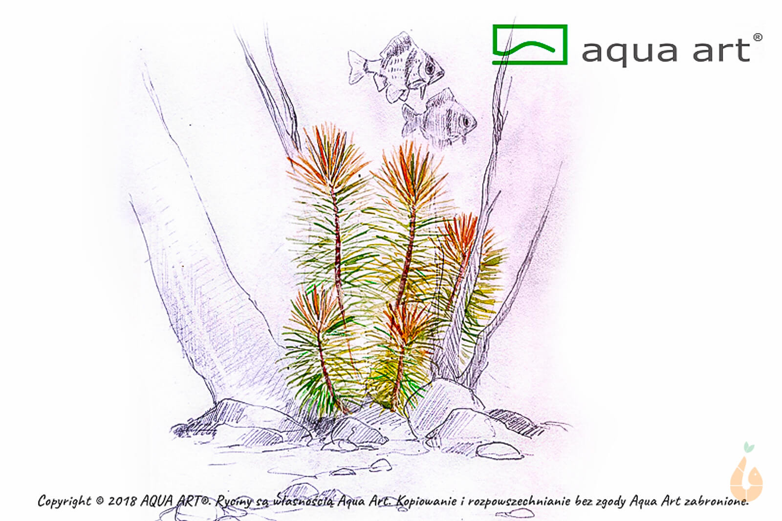 Aqua Art - Indische Sternpflanze | Pogostemon erectus | In Vitro Aquariumpflanze