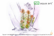 Lade das Bild in den Galerie-Viewer, Aqua Art - Indische Sternpflanze | Pogostemon erectus | In Vitro Aquariumpflanze
