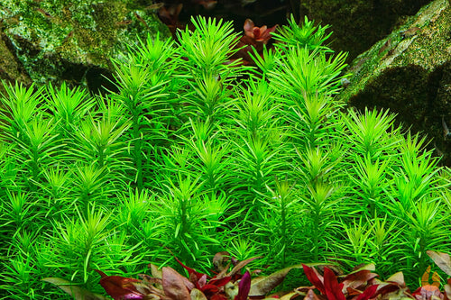 Indische Sternpflanze  Pogostemon erectus  deccanensis  In Vitro Aquariumpflanze